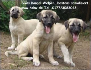 Sivas Kangal welpen - Hirtenhund/Herdenschutzhund