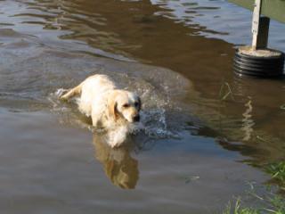 Labrador Hündin abzugeben