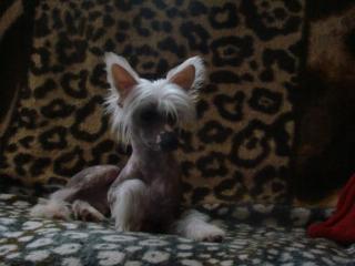 Chinese Crested Dogs Welpen mit Papieren