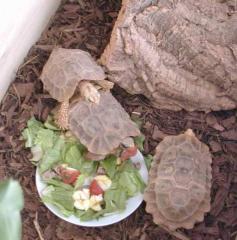 3 Stutz-Gelenkschildkröten Kinixys homeana