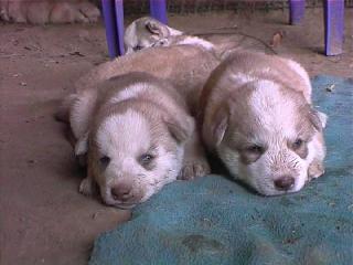 Siberian Huskies