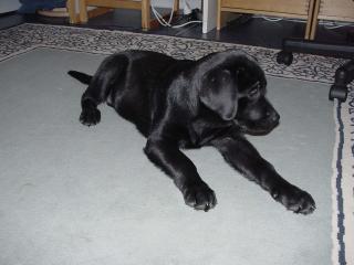 Labrador Welpen mit Ahnentafels