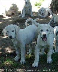 Kangal Welpen in weiß