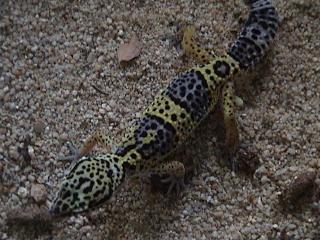 Junge Leopardengeckos