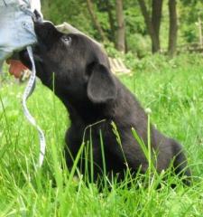 Labrador Retriever Welpen mit Papieren