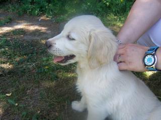 Golden Retriever Welpen