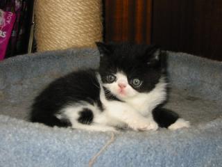 Exotic Shorthairkater