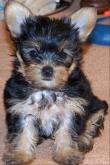 Teddy-Yorki