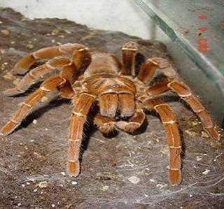 Citharischius crawshayi