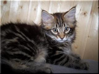 Maine Coon Babys 11 Wochen