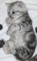 Whiskas Babies BKH Silvertabby