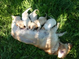 Labrador-Golden-Retriever Welpen