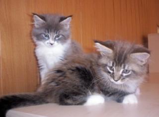 Maine Coon Kitten