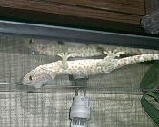 Tokeh - Gekko-gecko