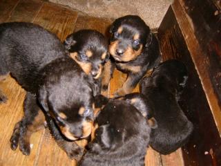 ROTTWEILER welpen