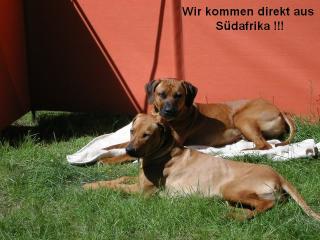 Rhodesian Ridgeback Welpen