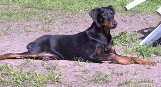 Dobermann Rüde Dringend abzugeben