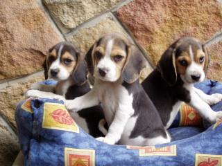 Beagle