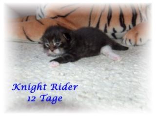 Maine Coon Kitten / K - Wurf of Magic Palace / Unsere Boygroup