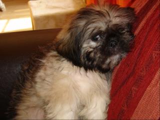 Goldige shih-tzu welpen suchen schmuseopfer