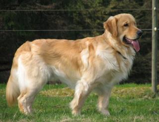 Golden Retriever Deckrüden