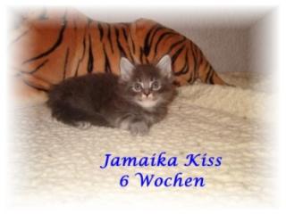 Maine Coon Kitten aus dem J - Wurf abzugeben