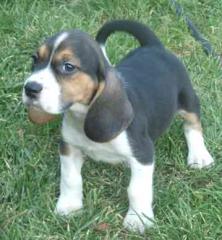 Beagle Welpen m. Papiere