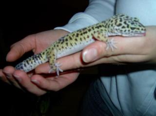 2 leopardgeckos samt terra