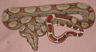 1, 3 Boa constrictor Pastell NZ 06