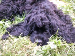 Schwarze American Cocker Spaniel