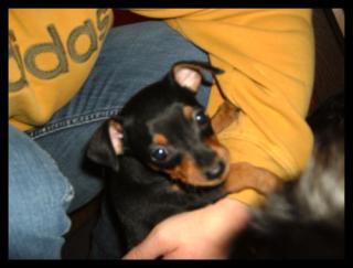 Zwerg-Pinscher 1. 8. geboren