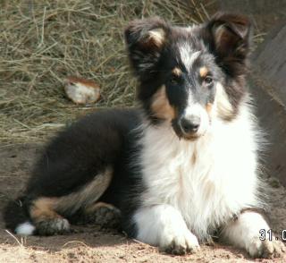 Bezaubernde Collies Shelties, bei Hannover