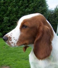 Welsh Springer Spaniel Hündin