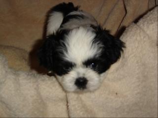 Shih-tzu Welpen suchen Schmuseopfer