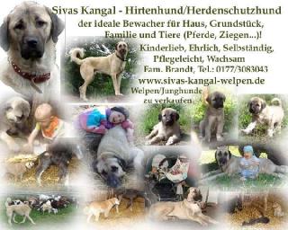 Sivas Kangal Welpen vom Bauern