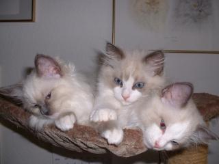 Ragdollbabies.