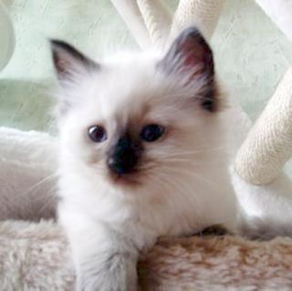 Liebenswerten und einfach unwiderstehlichen Ragdoll Kitten