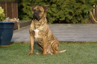 Dogo Canario Welpen der S-Klasse