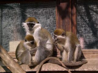 Affengruppe Grüne Meerkatze