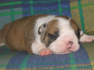 ENGLISH BULLDOG WELPEN