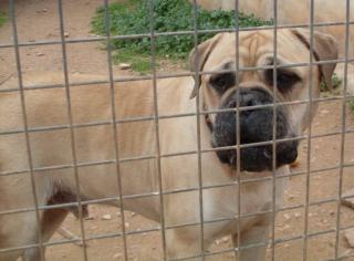 Flugpaten für Bullmastiff gesucht Mallorca-Zürich/Stuttgart/München und Umgebung