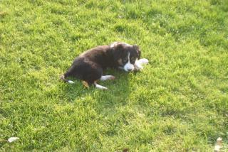 Süsse Border Collie Welpen