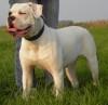 American Bulldog Board