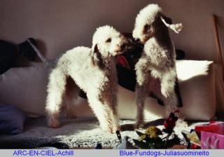 Bedlington-Terrier - WELPEN - Fotos- von den Schattentänzern