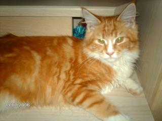 Mainecoon Kater