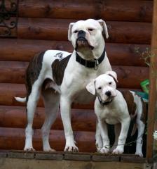 American Bulldog Welpe Hündin