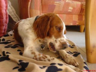 Irish red and white Setter Rüde sucht liebevolles Zuhause