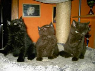 Exotic Shorthairbabys