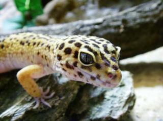 1. 3 Leopardgeckos zu verkaufen