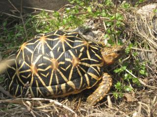 Sternschildkröten